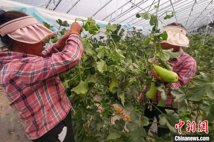 工作人員打理高原溫室大棚?！⒔ㄜ?攝