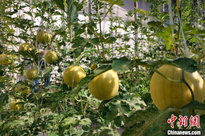 圖為康馬縣大棚內(nèi)的金太陽(yáng)西瓜。　劉建軍 攝