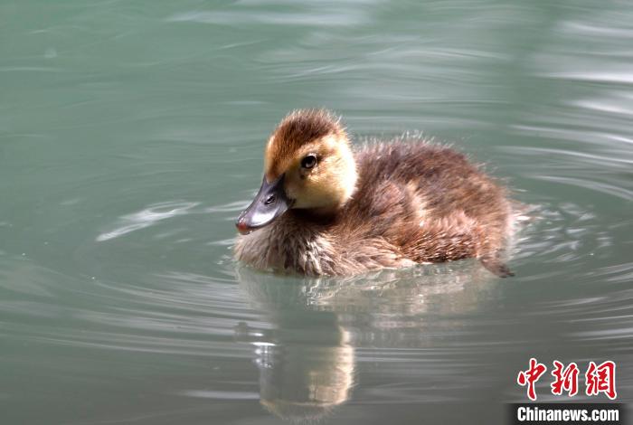 圖為6月22日，棲息在拉魯濕地的白眼潛鴨?！±盍?攝