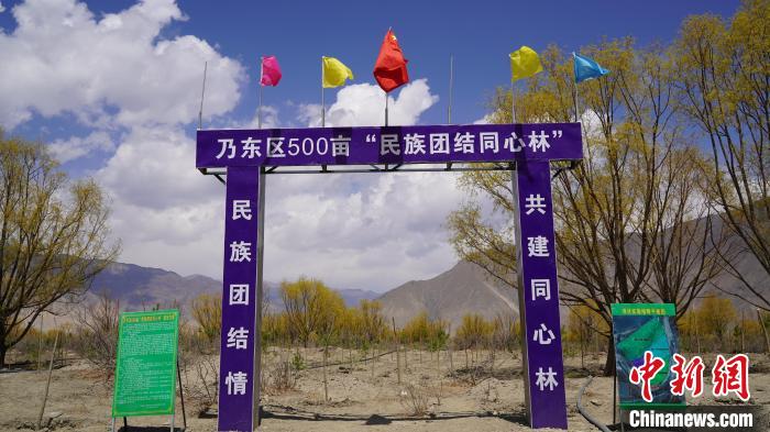 圖為“民族團(tuán)結(jié)同心林”項目。　乃東融媒供圖