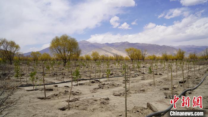 圖為位于乃東區(qū)雅魯藏布江河畔的“民族團(tuán)結(jié)同心林”已初具雛形?！∧藮|融媒供圖