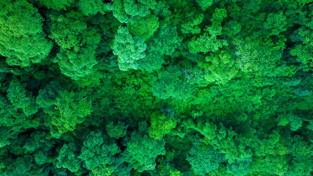 森林覆蓋率達(dá)到50%以上，滿目皆綠。益西曲批攝