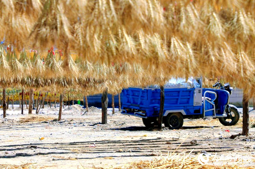 金燦燦的秋天，都是收獲。  人民網(wǎng) 李海霞攝
