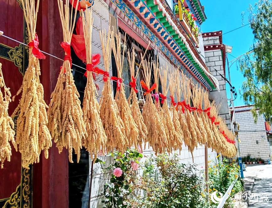 整個村莊沉浸在收獲的喜悅中。人民網(wǎng) 李海霞攝