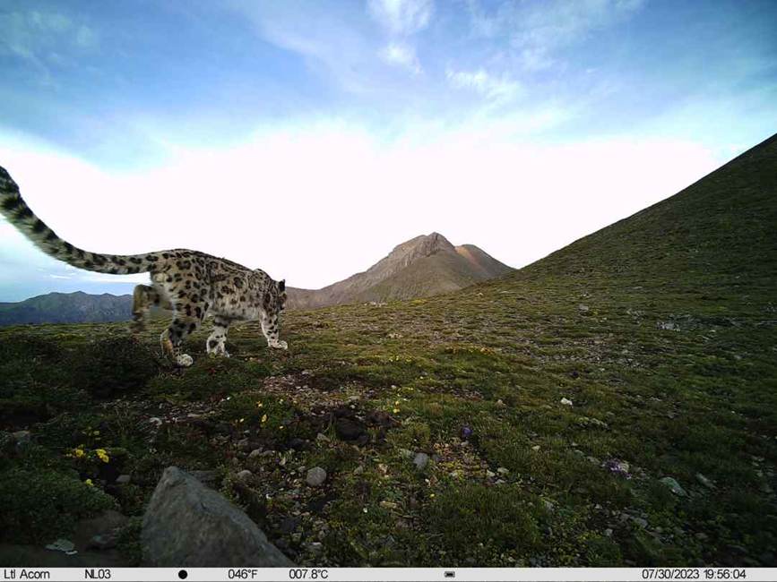 雪豹影像。山水自然保護(hù)中心供圖