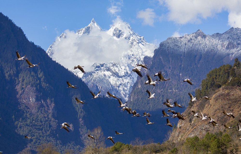 黑頸鶴蹁躚起舞美如畫。索多攝