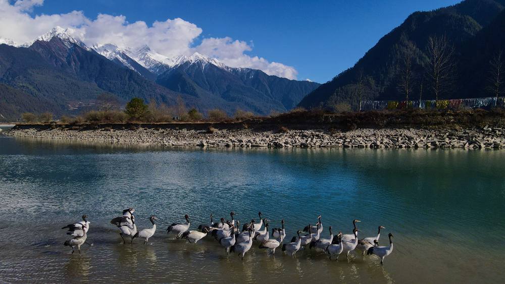 河中嬉戲的黑頸鶴。益西旦增攝