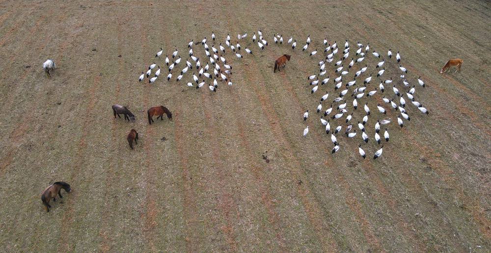 覓食中的黑頸鶴。益西旦增攝