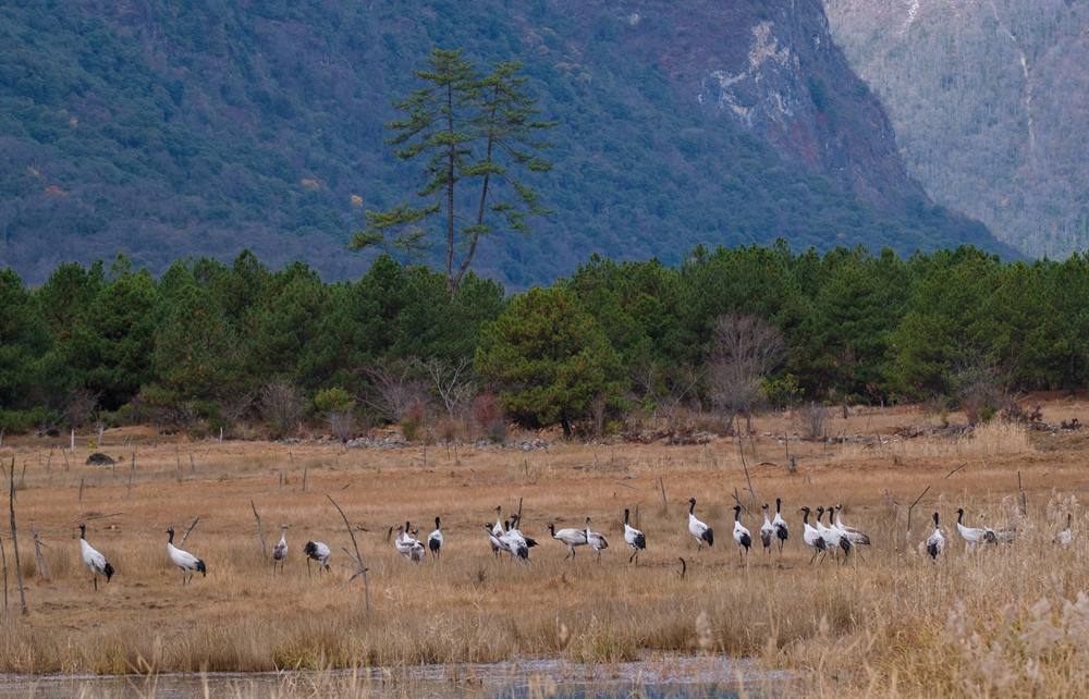 覓食中的黑頸鶴。扎頓攝