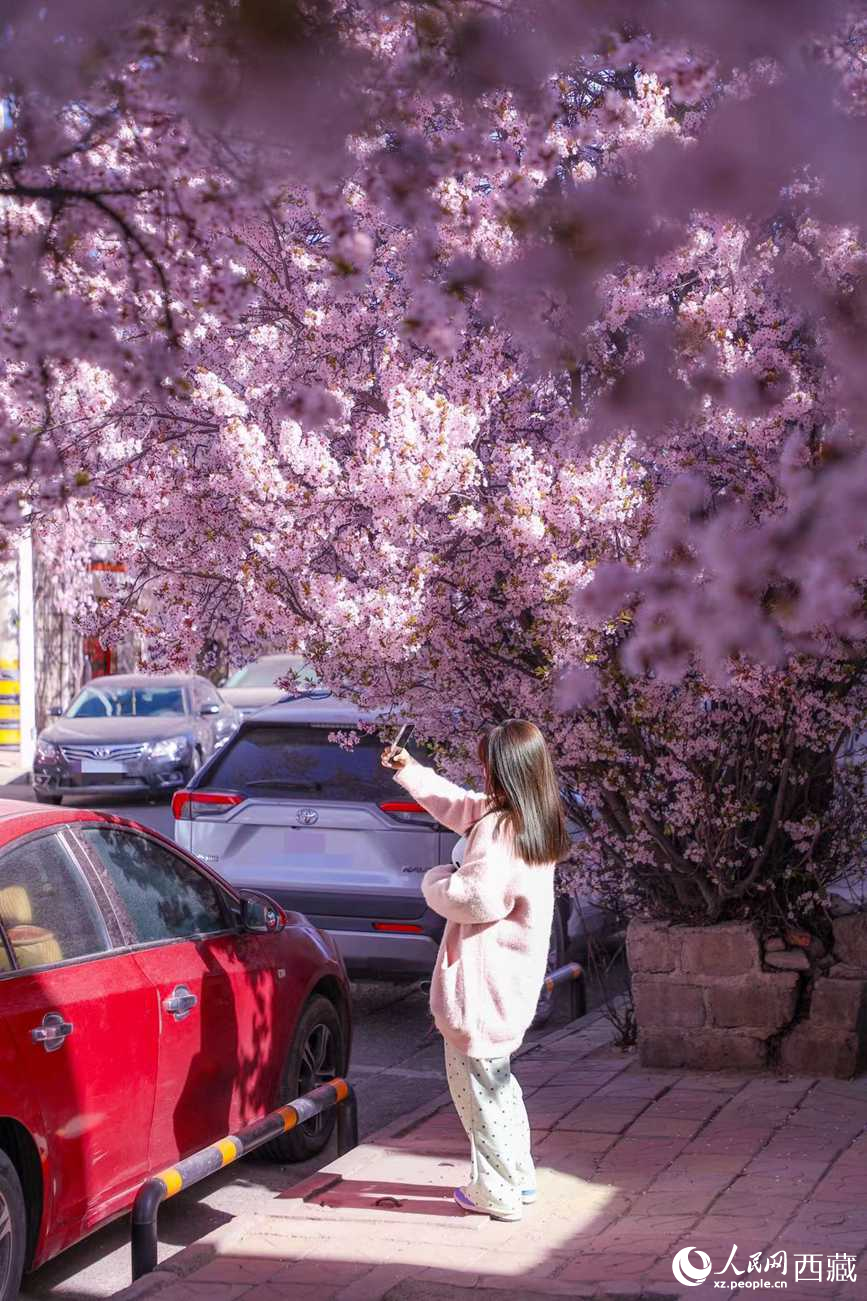 桃林下，拉薩市民游客樂享春光。人民網(wǎng)記者 次仁羅布攝