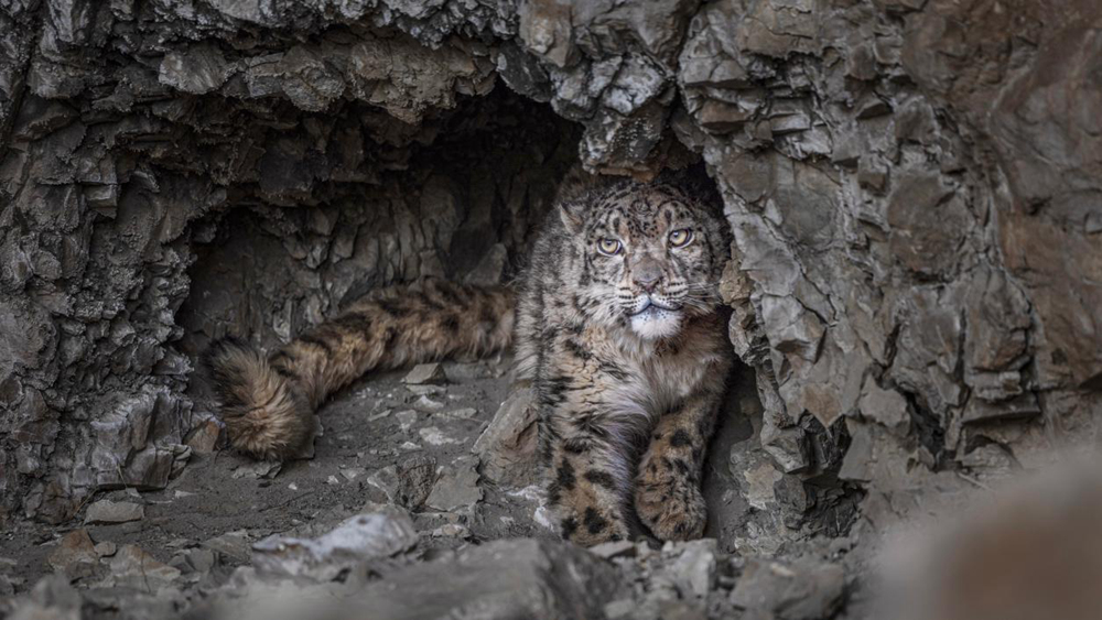 “高原精靈”雪豹。尼瑪多吉攝