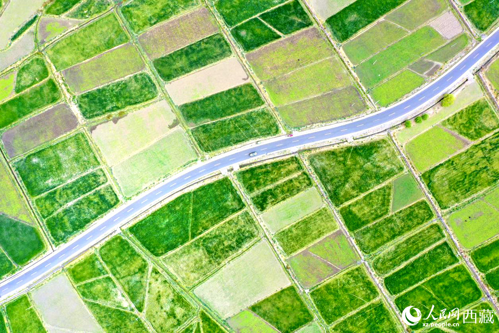 無人機視角下的西藏山南市瓊結(jié)農(nóng)田。人民網(wǎng)記者 次仁羅布攝