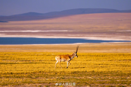 可愛壁紙上新！藏羚羊就是高原上的精靈吧
