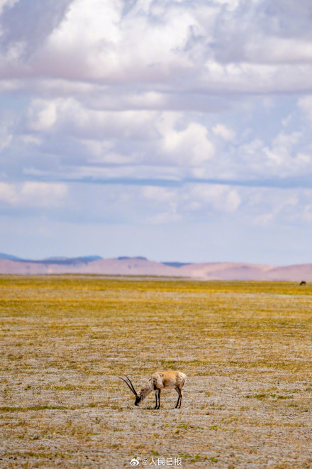 可愛壁紙上新！藏羚羊就是高原上的精靈吧