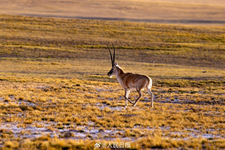 可愛壁紙上新！藏羚羊就是高原上的精靈吧