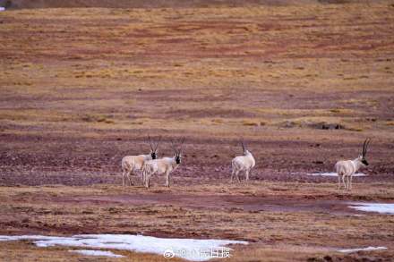 可愛壁紙上新！藏羚羊就是高原上的精靈吧