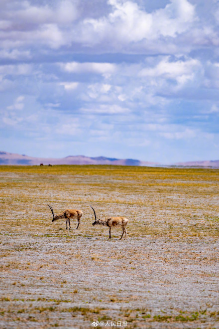 可愛壁紙上新！藏羚羊就是高原上的精靈吧