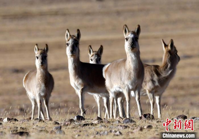 冬日西藏羌塘草原:藏羚羊等野生動(dòng)物悠閑覓食