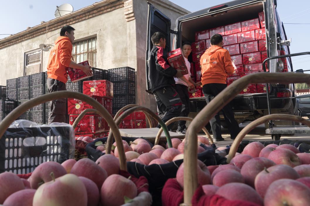 西部冰糖心蘋果，乘著商流上行。劉浩攝