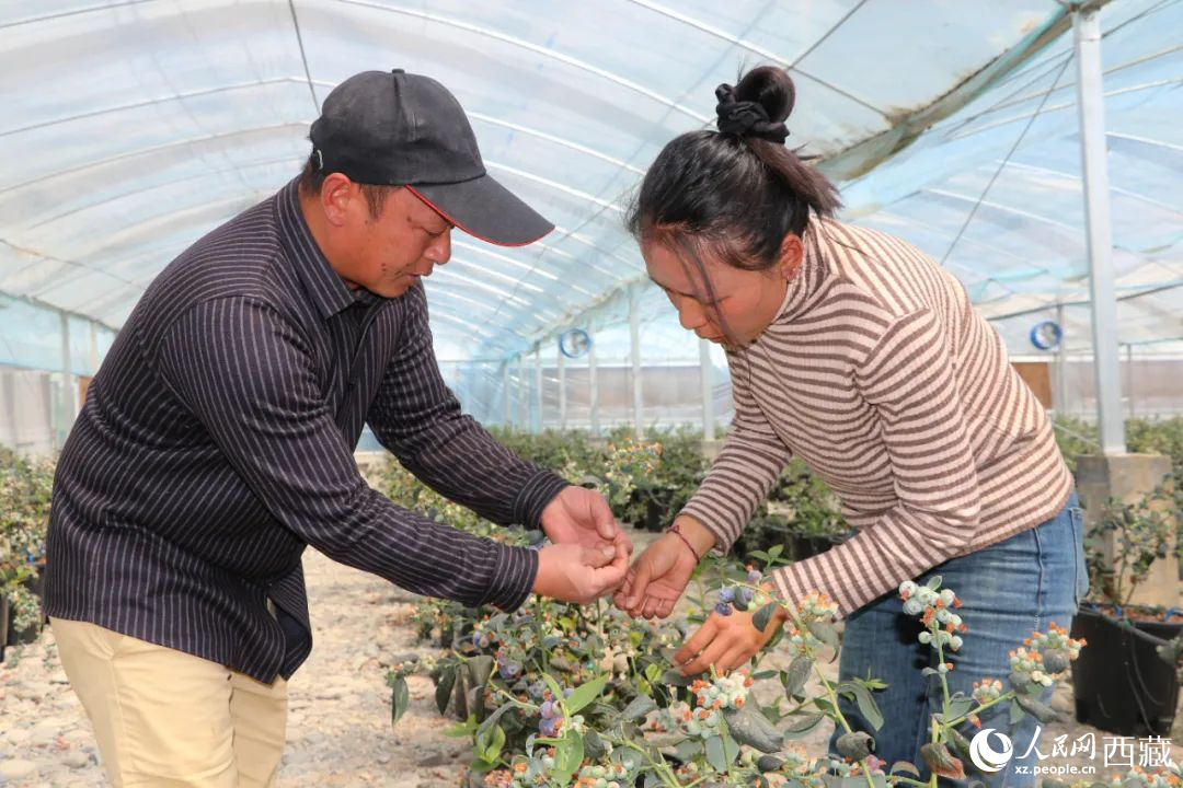 技術(shù)員劉家平和措姆在溫室大棚檢查藍(lán)莓的長勢。次仁龍布攝