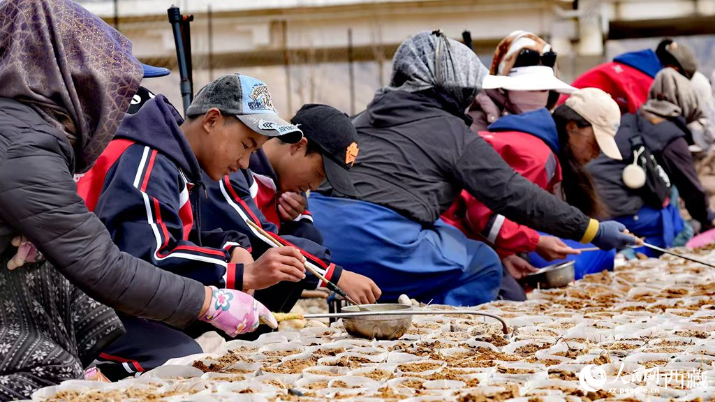 西藏定日:思政課“搬”進育苗基地【2】