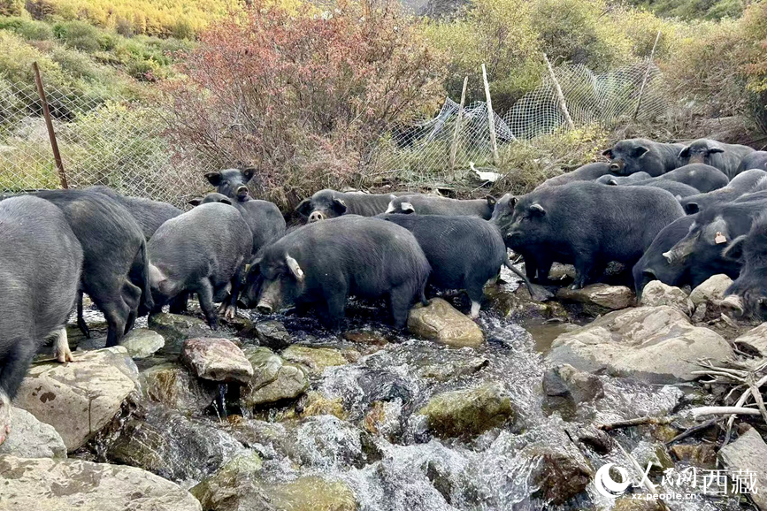 高山放養(yǎng)的藏香豬。人民網(wǎng)記者 次仁羅布攝