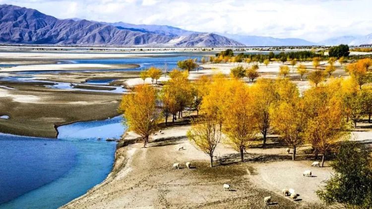 懂西藏的人，一定不會錯過林芝的秋天