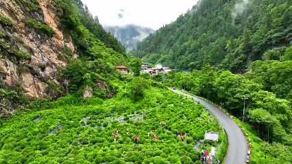 青稞“蛻變”，牦?！俺鋈Α保】次鞑剞r(nóng)牧民的“十四五”豐收答卷