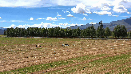 青稞“蛻變”，牦?！俺鋈Α?！看西藏農(nóng)牧民的“十四五”豐收答卷