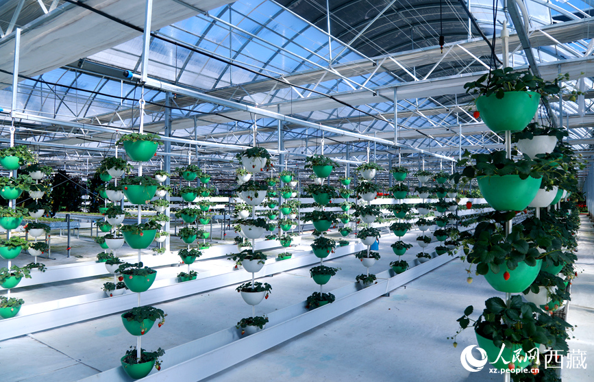 墨竹工卡縣現(xiàn)代農(nóng)業(yè)示范園內(nèi)，采用立體懸掛方式種植的草莓。人民網(wǎng)記者 吳雨仁攝