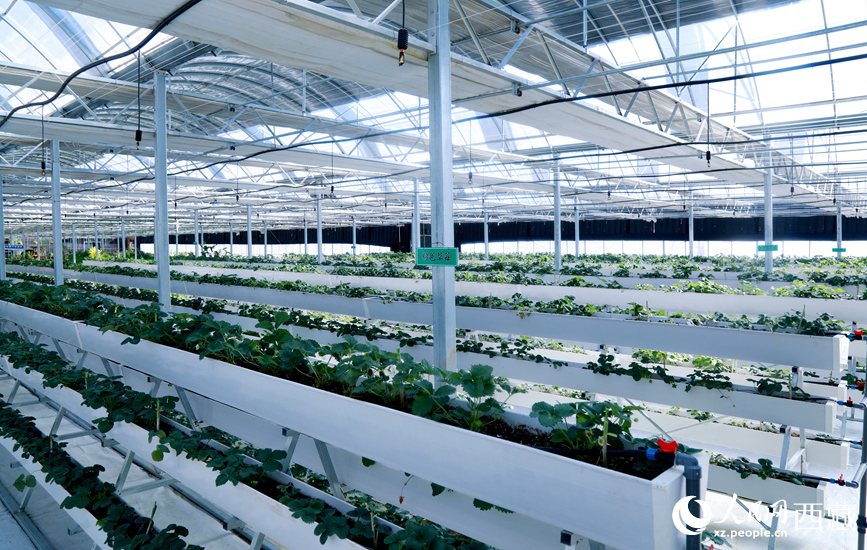 園區(qū)溫室廣泛采用多層水培種植系統(tǒng)。人民網(wǎng)記者 吳雨仁攝