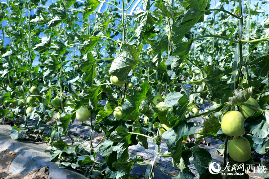 溫室中種植的瓜類作物果實(shí)累累。人民網(wǎng)記者 吳雨仁攝