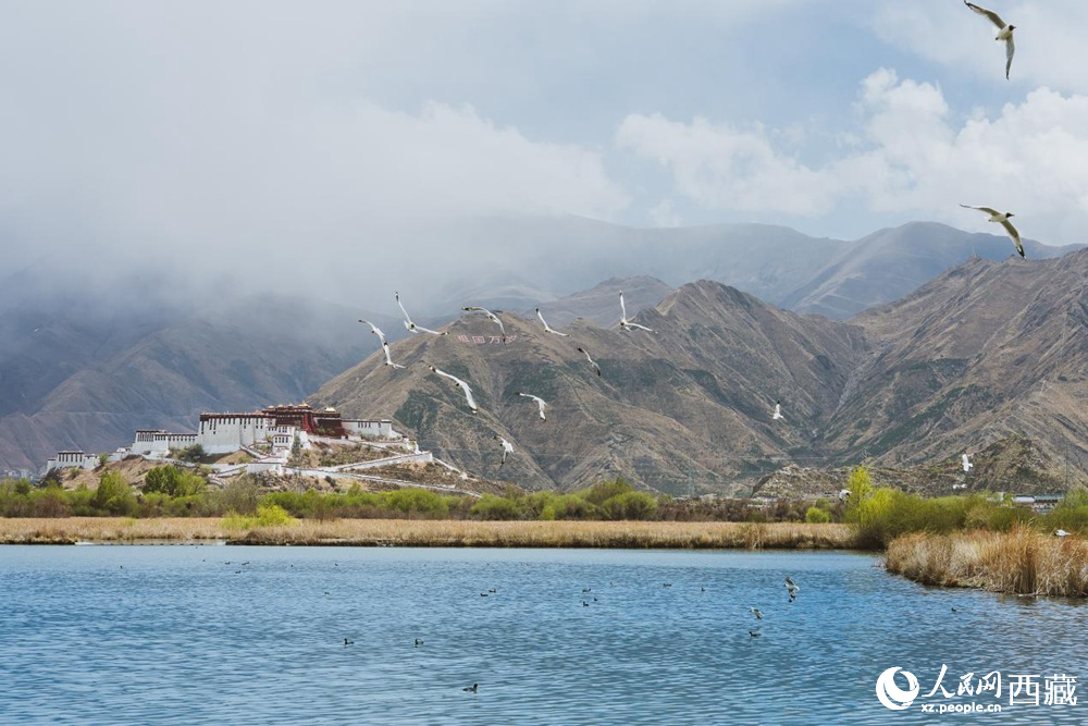 拉魯濕地呈現(xiàn)一幅流動的國風畫卷。曹曦元攝