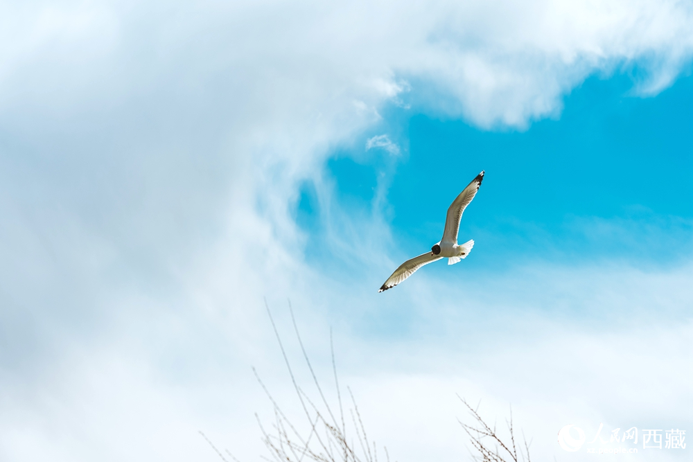  拉魯濕地生態(tài)治理成果斐然，生物資源得到恢復發(fā)展。曹曦元攝