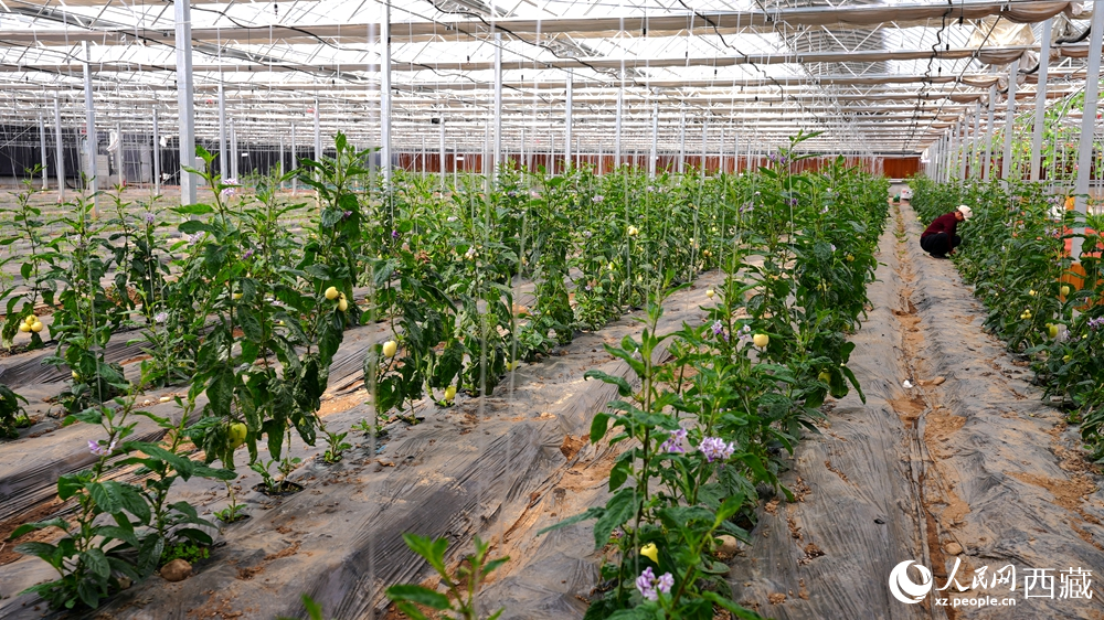 溫室大棚內(nèi)，一排排植株長(zhǎng)勢(shì)喜人，黃綠相間的果實(shí)掛滿枝頭。人民網(wǎng)記者 吳雨仁攝