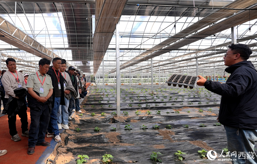 專家手持育苗盤，向?qū)W員們講解苗期管理與移栽技術(shù)。人民網(wǎng)記者 吳雨仁攝