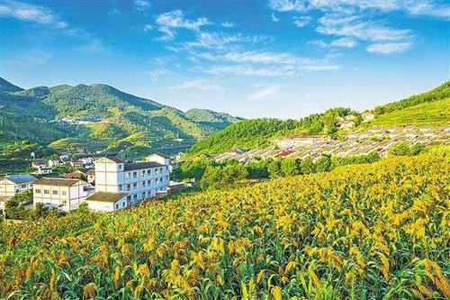 【理上網(wǎng)來o輝煌十九大】鄉(xiāng)村振興戰(zhàn)略：更綜合、全面、系統(tǒng)的發(fā)展戰(zhàn)略