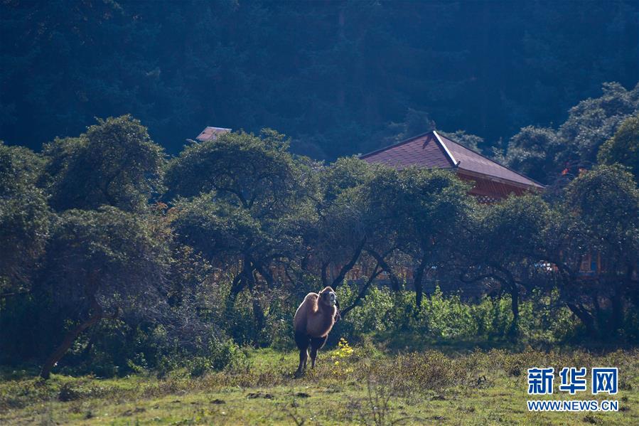 （全面建成小康社會(huì)“百城千縣萬(wàn)村調(diào)研行”·圖文互動(dòng)）（8）青?？?yáng)村：“光棍村”的華麗轉(zhuǎn)身