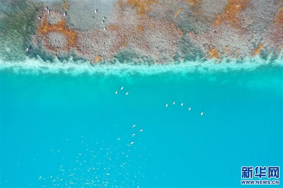（新華視界）（5）鳥(niǎo)瞰羊湖