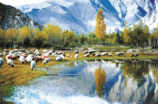 曲水縣郊外的怡人風(fēng)景。 拉薩日?qǐng)?bào) 平措旺堆攝.jpg