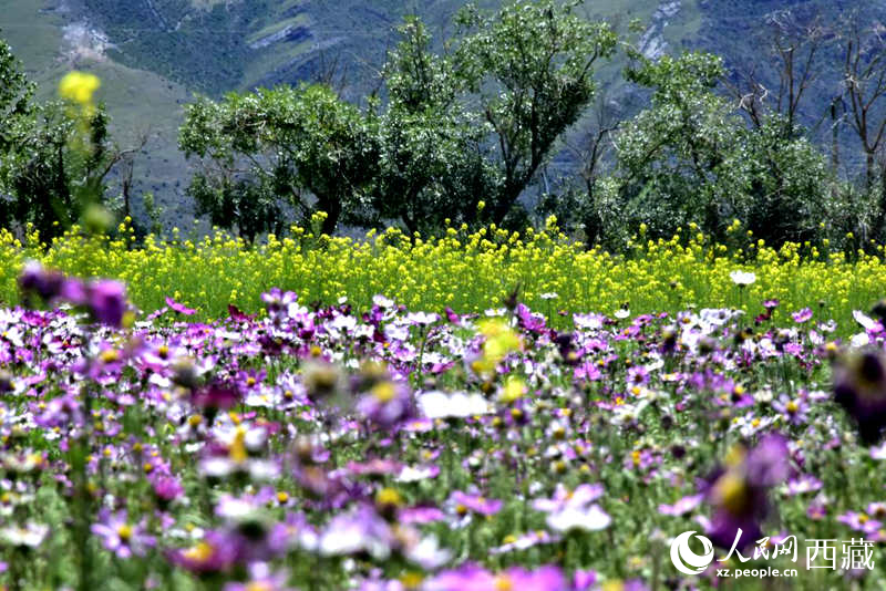 油菜花與格桑花相映成趣。人民網(wǎng) 李海霞攝