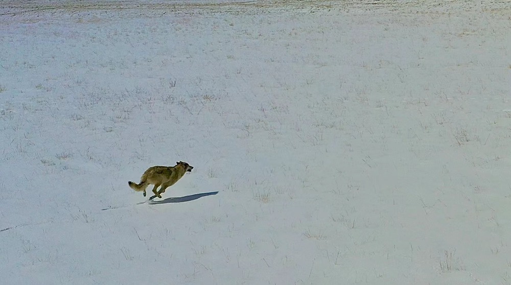 雪地里疾馳的阿里“狼”。