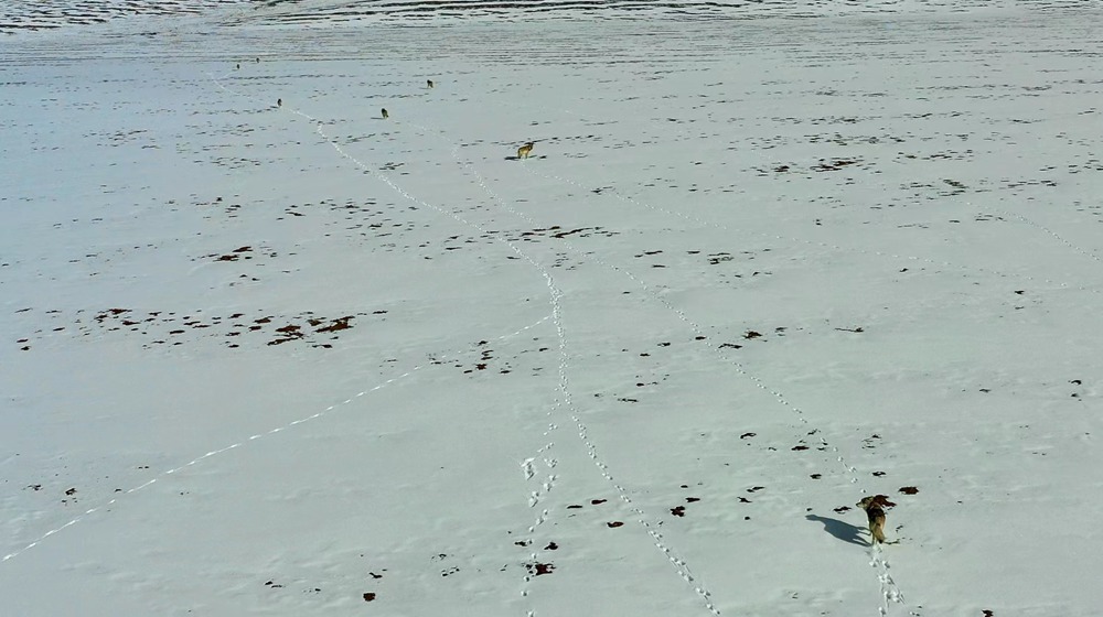 天地一色，狼群在雪地里不斷地向前奔跑。