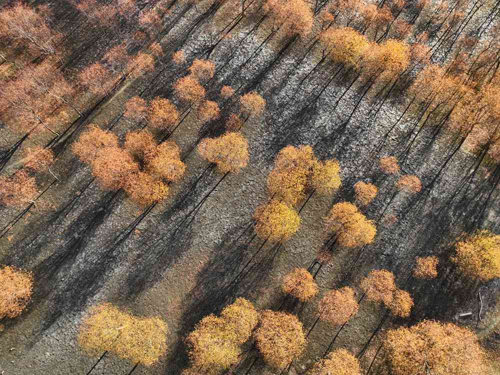 入冬時(shí)節(jié)，雅魯藏布江畔的樹林一片金黃。