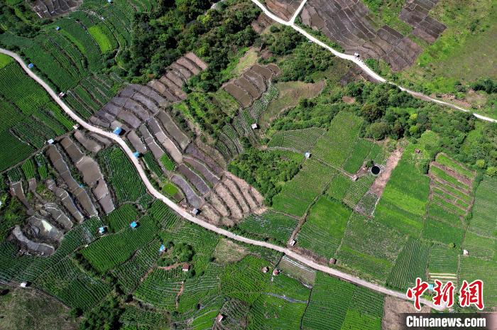 圖為西藏林芝市墨脫縣城附近的茶田。(無(wú)人機(jī)照片) 李林 攝