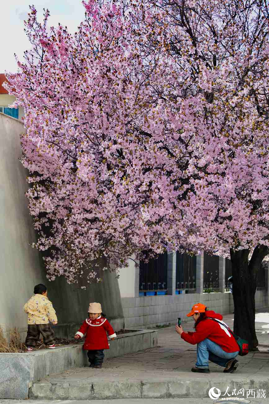 桃林下，拉薩市民游客樂(lè)享春光。人民網(wǎng)記者 次仁羅布攝