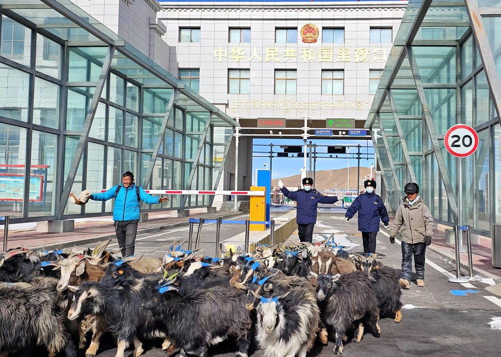 海關(guān)關(guān)員監(jiān)管驗(yàn)放出口活羊。次旺久美攝