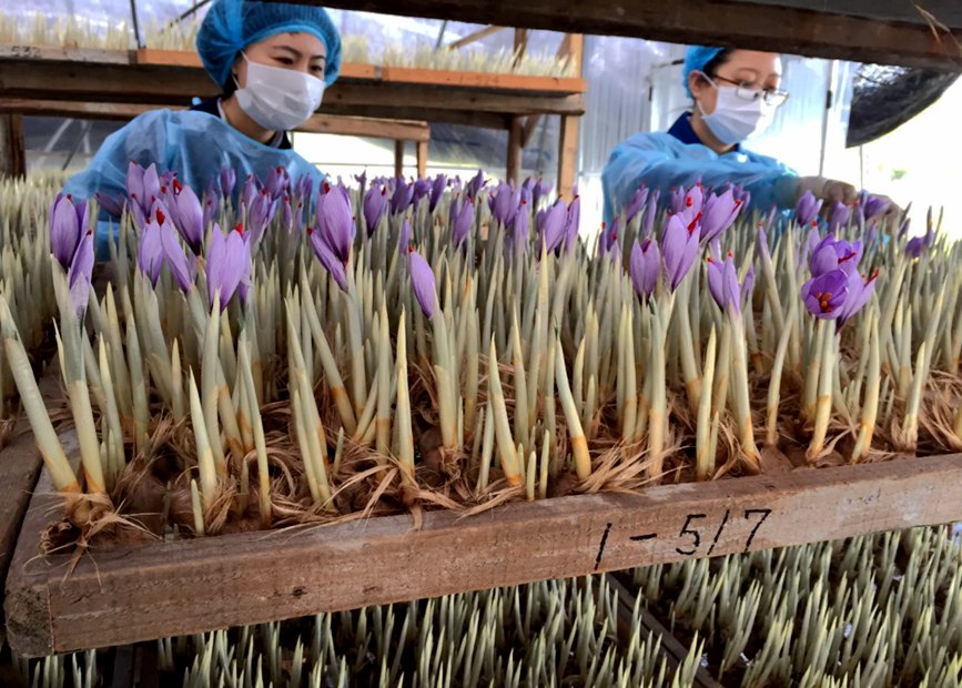 林芝天旺農(nóng)牧產(chǎn)品有限公司藏紅花種植基地工作人員采摘藏紅花。趙新民攝