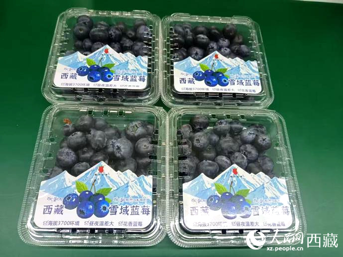 西藏雪域藍(lán)莓。羅雨欣攝