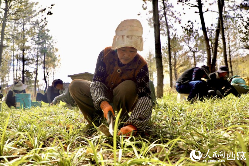 圖為項(xiàng)目建設(shè)過(guò)程中帶動(dòng)周邊群眾就業(yè)。人民網(wǎng)記者 次仁羅布攝